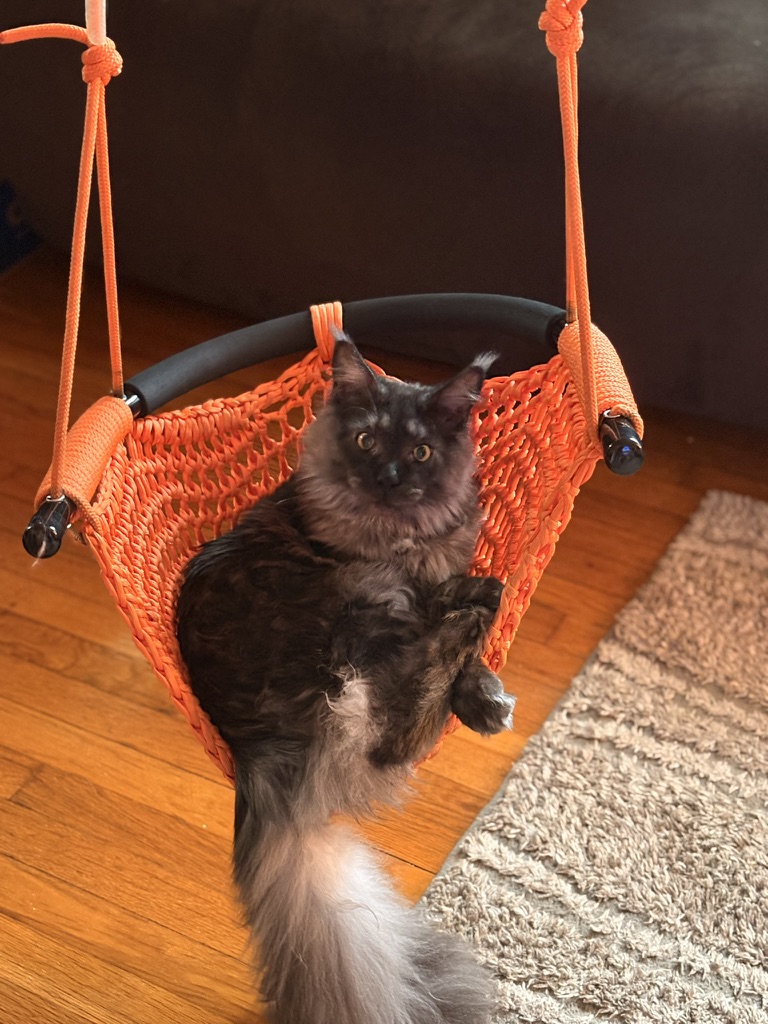 Riker the Black Smoke Maine Coon resting in an orange hammock
